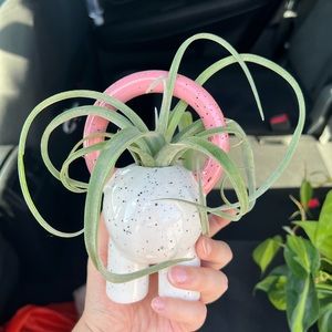 Air Plant Holder
